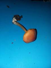 Conocybe filaris