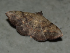 Anticarsia irrorata