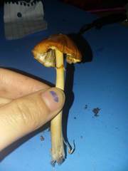 Conocybe filaris