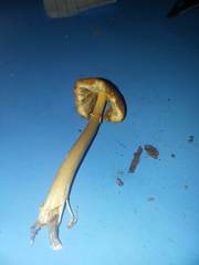 Conocybe filaris