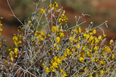 Crotalaria eremaea