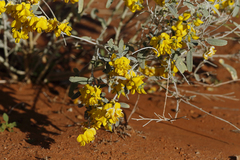 Crotalaria eremaea
