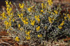 Crotalaria eremaea