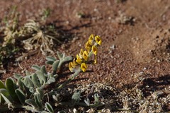 Crotalaria smithiana