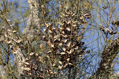 Hakea chordophylla