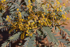 Senna notabilis