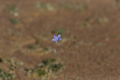 Wahlenbergia capillaris