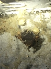 Latrodectus geometricus