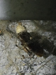 Latrodectus geometricus