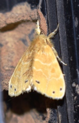 Artaxa guttata