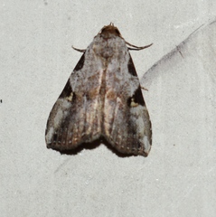 Chorsia