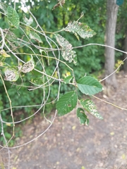 Ulmus pumila