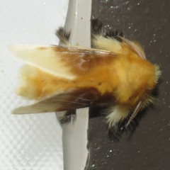 Megalopyge bissesa