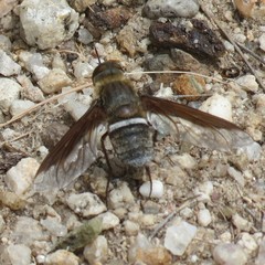 Exoprosopa rostrifera