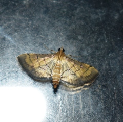 Spilomelini