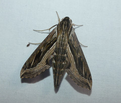 Hippotion velox