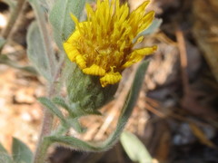 Heterotheca orovillosa