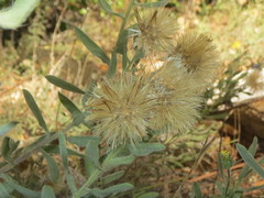 Heterotheca orovillosa