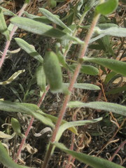 Heterotheca orovillosa