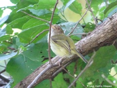 Atalotriccus pilaris