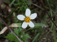 Bidens bigelovii