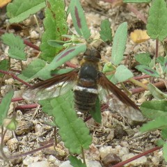 Exoprosopa rostrifera