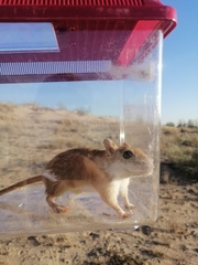 Arabian Jird photo 4
