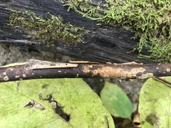 Diatrype decorticata