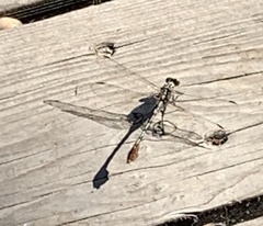 Dromogomphus spoliatus