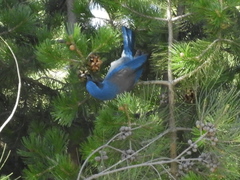 Aphelocoma woodhouseii