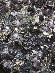 Umbilicaria cylindrica