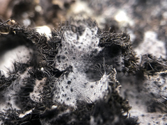 Umbilicaria cylindrica