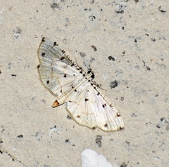 Pycnarmon cribrata
