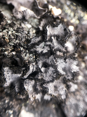 Umbilicaria cylindrica