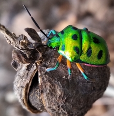 Scutelleridae