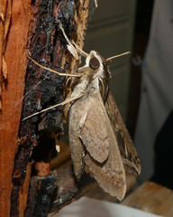 Hippotion velox
