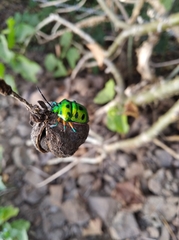 Scutelleridae