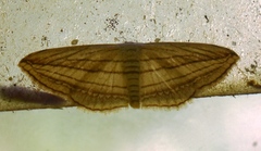 Scopula opicata
