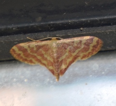 Lophophleps phoenicoptera