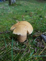 Boletus subcaerulescens