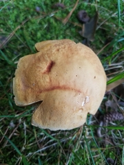Boletus subcaerulescens