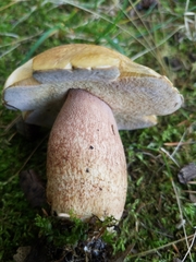 Boletus subcaerulescens