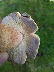 Boletus subcaerulescens