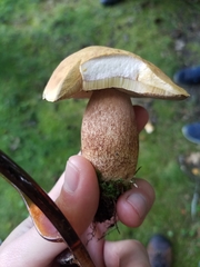 Boletus subcaerulescens