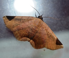 Psimada quadripennis