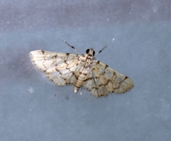 Lamprosema