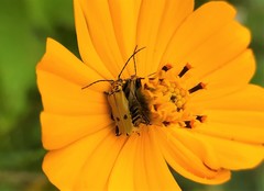 Chauliognathus hieroglyphicus