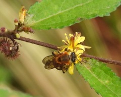 Dinagapostemon