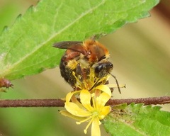 Dinagapostemon