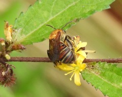 Dinagapostemon